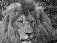 Lion & Safari Park